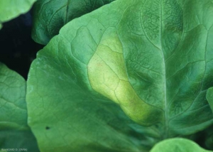 By detailing this spot more closely, we note that it is angular and elongated and that it seems delimited by the veins.  <b> <i> Bremia lactucae </i> </b> (downy mildew)