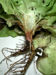 The vessels show a rusty brown coloration.  <b> <i> Fusarium oxysporum </i> f.  sp.  <i>lactucae</i> </b> ("fusarium wilt")