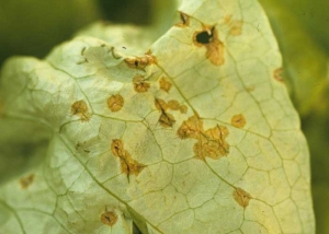 Circular, moist, orange-colored spots characterize the early attacks of anthracnose ("shot-hole") on the leaf blade of lettuce.  <b> <i> Microdochium panattonianum </i> </b> 