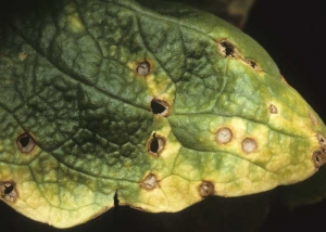 In general, the spots lighten in their center;  the tissues quickly necrode, split and fall off.  Eventually, many holes dot the leaves giving them a riddled appearance hence the Anglo-Saxon name of the disease "Shot-hole".  <b> <i> Microdochium panattonianum </i> </b> (anthracnose)