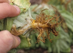 The attacks often occur early;  this was the case with this root system, the oldest part of which is completely rotten.  <b> <i> Pratylenchus penetrans </i> </b> ("lesion nematodes")