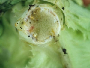 After cutting the stem transversely, a pinkish to brown coloration of the vessels can be noted.  The bacteria then colonize the marrow, which becomes glassy and takes on a greenish tint.  <b> <i> Pectobacterium carotovorum </i> subsp.  <i>carotovorum</i> </b> ("bacterial soft rot")