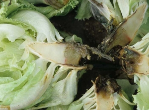 The marrow and the vascular system gradually liquefy;  fully rotten tissue shows a rather characteristic black coloration.  <b> <i> Pectobacterium carotovorum </i> subsp.  <i>carotovorum</i> </b> ("bacterial soft rot")