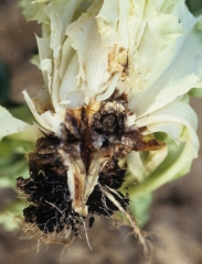 Ultimately, the entire stem is affected;  the rot is now spreading to the leaves of the apple.  <b> <i> Pectobacterium carotovorum </i> subsp.  <i>carotovorum</i> </b> ("bacterial soft rot")