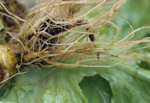 In some affected areas, the roots, brown and superficially corky, show varying degrees of longitudinal bursting.  <i> <b> Sphingomonas suberifaciens </i> </b> ("corky root")