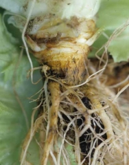 We find the same type of symptoms on the pivot where a superficial suberization and cracks can be observed. <i> <b> Sphingomonas suberifaciens </i> </b> ("corky root")
