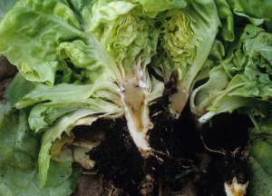 This young lettuce, cut lengthwise, shows necrotic changes located in the vessels and sometimes in adjacent tissues.  <b> <i> Pythium tracheiphilum </i> </b> ("lettuce stunt")