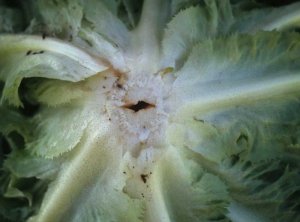 A cross section made in the stem of this lettuce shows the start of invasion of the pith by a bacterium of the genus <b> <i> Pectobacterium </i> sp. </b>
