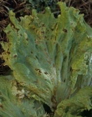 <b> <i> Microdochium panattonianum </i> </b> (anthracnose, "shot-hole") causes greasy to orange spots on lower leaves.  When they are numerous and confluent, their damage can be confused with that of the agents of basal rots.