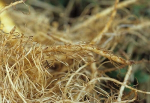 The cortex of some roots shows a reddish brown coloration.  Many rootlets are also affected.  <b> Ammonia toxicity </b>