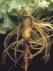 On the other hand, the pivot of this lettuce is narrower at the level of its distal part which is browner.  <b> <i> Pythium tracheiphilum </i> </b> ("lettuce stunt")