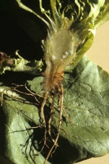 This lettuce, affected by <i> <b> Pythium tracheiphilum </b> </i> ("lettuce stunt"), shows browned vessels.