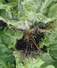 The root system of torn lettuce has numerous lesions more or less corky.  <i> <b> Sphingomonas suberifaciens </i> </b> ("corky root")