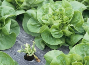 This lettuce, affected by a <b> genetic anomaly </b>, never really developed.  Its particularly small size contrasts sharply with the surrounding salads.