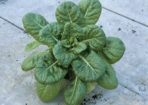The <b> LMV 0 </b> type strain did not cause any discernible symptoms on this resistant variety of lettuce.  <b> Lettuce mosaic virus </b> (<i> Lettuce mosaic virus </i>, LMV)