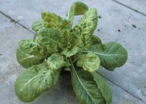 The <b> LMV E </b> type strain, which bypasses resistance, is one of the most virulent and damaging strains on lettuce.  There are often many blistered, deformed leaves, with a very marked mosaic and vein thinning.  <b> Lettuce mosaic virus </b> (<i> Lettuce mosaic virus </i>, LMV)