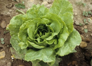 The precocity of the attack, the climatic conditions ... influence the expression of the symptoms.  These are sometimes moderate.  This is the case on this lettuce which shows a fairly generalized marbling particularly visible on the old leaves.  <b> Dandelion yellow mosaic virus </b> (<i> Dandelion yellow mosaic virus </i>, DaYMV)