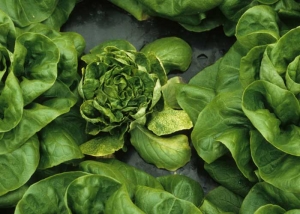 This lettuce, produced in winter, is severely affected by <b> dandelion yellow mosaic virus </b> (<i> Dandelion yellow mosaic virus </i>, DaYMV).  Its growth is blocked and its young leaves are strongly deformed.  The older ones tend to be chlorotic.