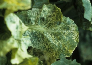 Yellowing can be interveinal in the form of gradually spreading spots.  <b> Alfalfa mosaic virus </b> (<i> Alfalfa mosaic virus </i>, AMV)