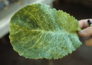 This lettuce leaf is dotted with many small chlorotic spots.  <b> Turnip mosaic virus </b> (<i> Turnip mosaic virus </i>, TuMV)
