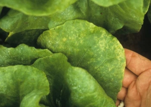 Small spots and a few chlorotic rings are visible on the lower or middle leaves of this lettuce.  <b> Lettuce ring necrosis agent </i>, LRNA)