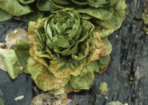 It does not take long for diseased tissue to necrode and dry out.  <b> Lettuce ring necrosis agent </i>, LRNA)