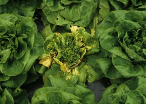 Within these healthy salads, a lettuce shows several yellow, necrotic leaves;  the leaves of the heart are blocked and deformed.  <b> Lettuce ring necrosis agent </i>, LRNA)