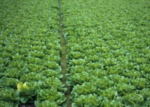 In this lettuce crop, only one isolated plant is affected by a <b> genetic defect </b>.
