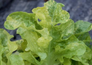 The leaves are more or less covered with irregular areas of light green to creamy yellow color.  This symptom can be confusing with a mosaic dataset.  <b> Genetic anomaly (Variegation) </b>