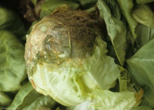 Wet rot invading the head of a lettuce;  a gray mold partially covers it.  <b> <i> Botrytis cinerea </i> </b> ("gray mold")