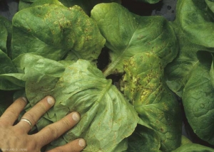 Some lower leaves are covered with small lesions both chlorotic and necrotic.  <b> Lettuce ring necrosis agent </i>, LRNA)