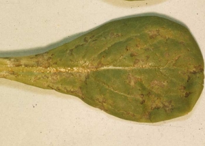 Alternaria183