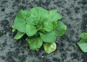 This young lettuce shows several chlorotic spots on the lower leaves.  <b> <i> Bremia lactucae </i> </b> (downy mildew)