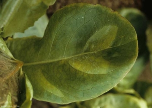 On this leaf, we can clearly see the possible development of late blight spots on young seedlings.  They are initially pale green, then they gradually take on a yellow tint.  There is also a discreet white down on the surface of the blade.  Their outline is generally delimited by the ribs.  <b> <i> Bremia lactucae </i> </b> (downy mildew)