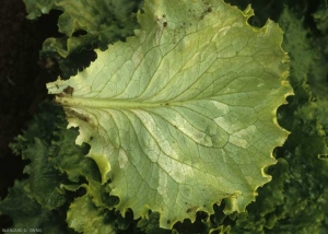 Intense sporulation covers the spots on the underside of the leaf blade.  <b> <i> Bremia lactucae </i> </b> (downy mildew)