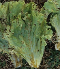 The spots may be distributed over the entire leaf blade;  in general, they tend to be located at the base of the limbus.  <b> <i> Microdochium panattonianum </i> </b> (anthracnose, "shot-hole")