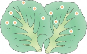 Salade-fig8