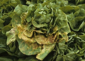 Numerous chlorotic and necrotic rings gradually cover the limbus;  eventually, several leaves of this lettuce end up turning yellow and more or less completely necrotic.  <b> Lettuce ring necrosis agent </i>, LRNA)