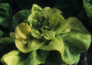 Little evolved symptoms of <b> Tomato spotted wilt virus </b> (<i> Tomato spotted wilt virus </i>, TSWV) in field lettuce.