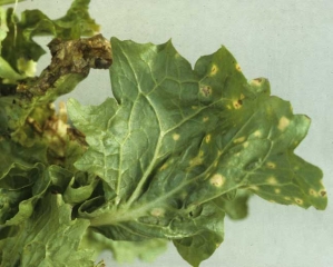 Chlorotic spots gradually becoming necrotic.  <b> Tomato spotted wilt virus </b> (<i> Tomato spotted wilt virus </i>, TSWV)