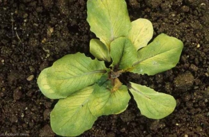 A necrotic condition, beige to light brown, developed on a young leaf in contact with the soil.  Subsequently, she gained several leaves and the crown of this young lettuce.  A gray mold is visible on certain portions of damaged tissue.  <b> <i> Botrytis cinerea </i> </b> ("gray mold")