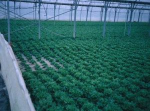 Several contiguous lettuces show a reduced size compared to the surrounding plants;  they are victims of root asphyxiation.  <b> Home distribution </b>