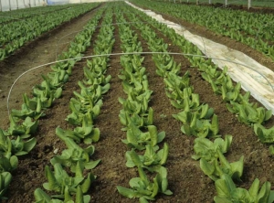All the salads, slightly chlorotic, show a more upright habit and several rolled leaves;  these are symptoms of phytotoxicity.  <b> General distribution </b>