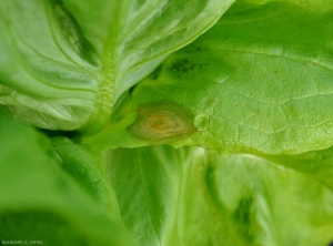 A moist, beige to brownish lesion gradually develops on the leaf blade of this lettuce.  <b> <i> Botrytis cinerea </i> </b> (gray mold)