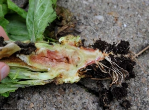 Salad stalk in cross section.  <b> Various phytotoxicity </b> (chemical injuries)