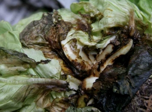 Basal rot on salad :  <b><i>Thanatephorus cucumeris</i></b> (<i>Rhizoctonia solani</i>, bottom rot)