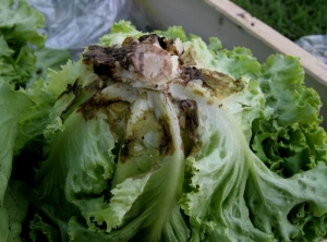 The leaves of this salad show a rather dry brown rot located near the midrib.  <b> <i> Thanatephorus cucumeris </i> </b> (<i> Rhizoctonia solani </i>, basal rot, bottom rot)