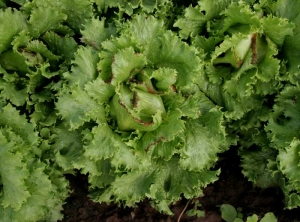 <b> Marginal necrosis </b> (tip burn) on this salad plant