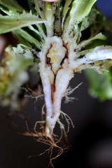 Jellies induces lesions in the pivot of this salad, promoting the penetration of secondary bacteria.