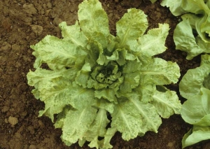 The growth of this older plant is also disrupted;  there is a very marked yellow mosaic.  <b> Turnip mosaic virus </b> (<i> Turnip mosaic virus </i>, TuMV).